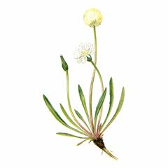   / Taraxacum Leueoglossum . Turiense Orlova