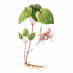 Горянка Крупночашечковая / Epimediuni Macrosepalum