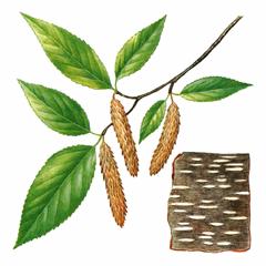Береза Шмидта / Betula Schmidtii