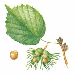  ,   / Corylus Colurna