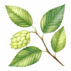 Хмелеграб Обыкновенный / Ostrya Carpinifolia