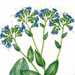   / Mertensia Serrulate