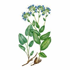 Мертензия Мелкопильчатая / Mertensia Serrulate