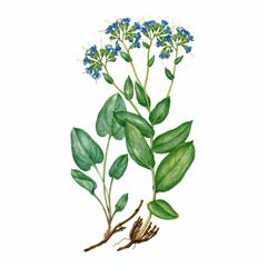   / Mertensia Serrulate