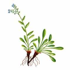 Незабудка Чекановского / Myosotis Czekanowskii
