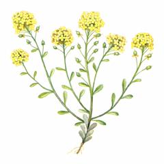 Бурачок Сергиевской / Alyssum Sergievskajae