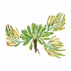Резушник Чукчей / Arabidopsis Tschuktschorum