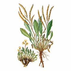 Бородиния Тилинга / Borodinia Tilingii B. Baicalensis N. Busch