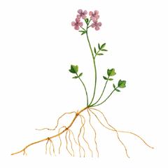 Сердечник Пурпуровый / Cardamine Purpurea