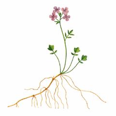   / Cardamine Purpurea