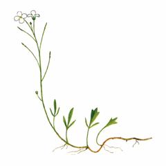   / Cardamine Sphenophylla