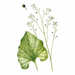 Катран Сердцелистный / Crambe Cordifolia