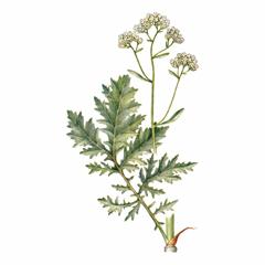 Катран Стевена / Crambe Steveniana