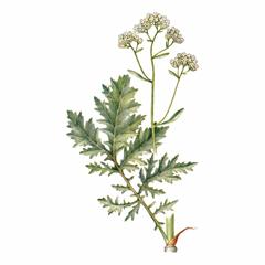   / Crambe Steveniana