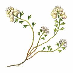 Двойчатка Оше / Didymophysa Aucheri