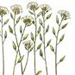Крупка Островная / Draba Insularis D. Valida Pissjauk.