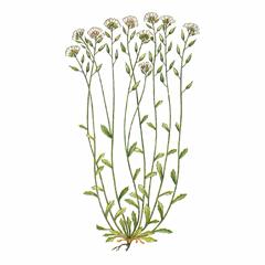 Крупка Островная / Draba Insularis D. Valida Pissjauk.