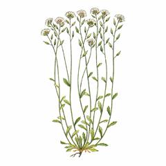   / Draba Insularis D. Valida Pissjauk.