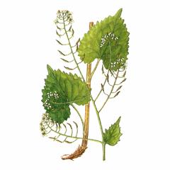 Евтрема Сердцелистная / Eutrema Cordifolium