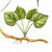 Долгоног Крылосемянный / Macropodium Pterospermum