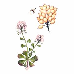 Лжепузырник Пальчатый / Pseudovesicaria Digitata