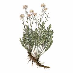 Редовския Двоякоперистая / Redowskia Sophiifolia