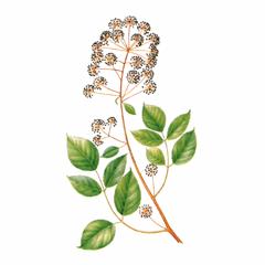   / Aralia Cordata A. Schmidtii Pojark.