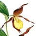    / Cypripedium Calceolus