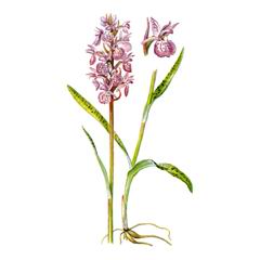 Пальцекорник Tраунштейнера / Dactylorhiza traunsteineri