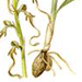 Ремнелепестник Козий / Himantoglossum Caprinum