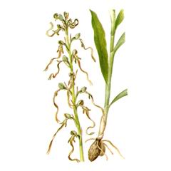 Ремнелепестник Козий / Himantoglossum Caprinum